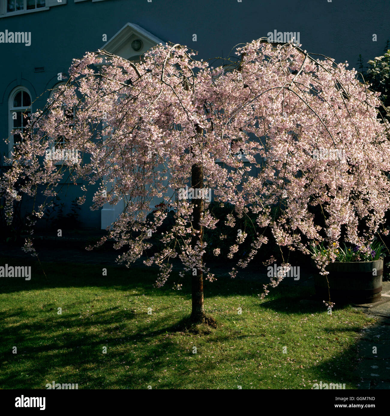 Prunus x yedoensis - `Shidare-yoshino'   TRS082205 Stock Photo